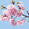 河津桜