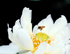 花粉をつけて