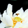 花粉をつけて