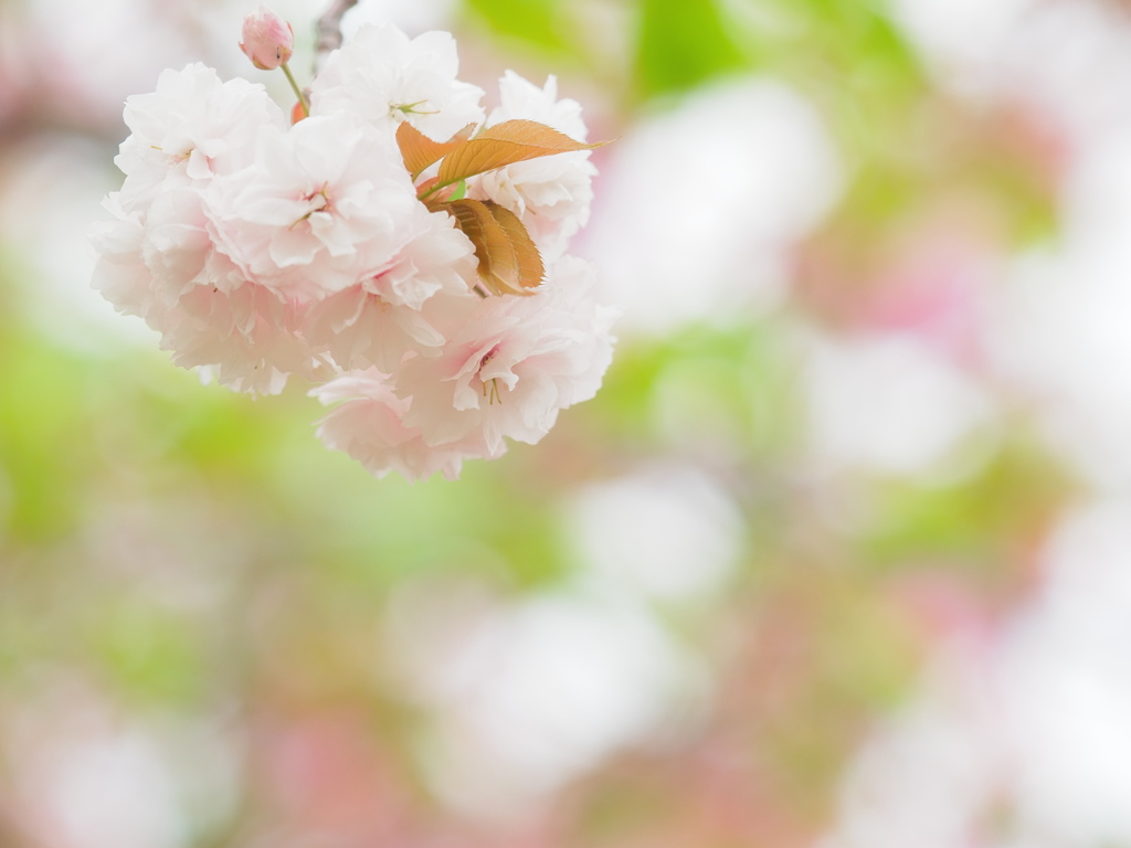 八重桜～ほほえみ～