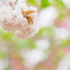 八重桜～ほほえみ～