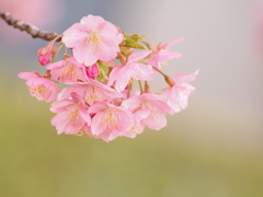 河津桜