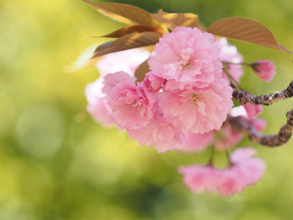 八重桜～艶やか～