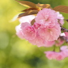 八重桜～艶やか～
