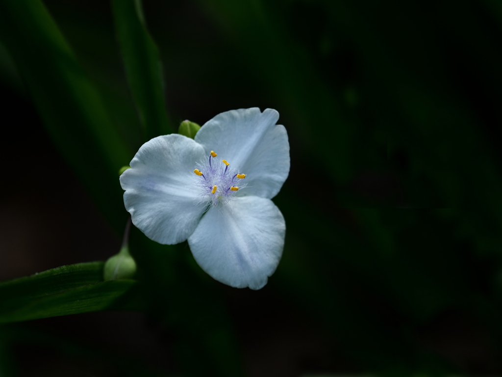 ムラサキツユクサ白花～しべの美～