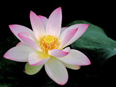 華やかな彩り