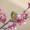 にらまれました！