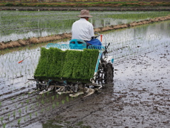 田植え～調子出てきた～