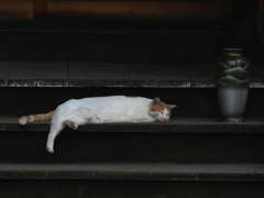 まどろむ