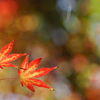 秋華