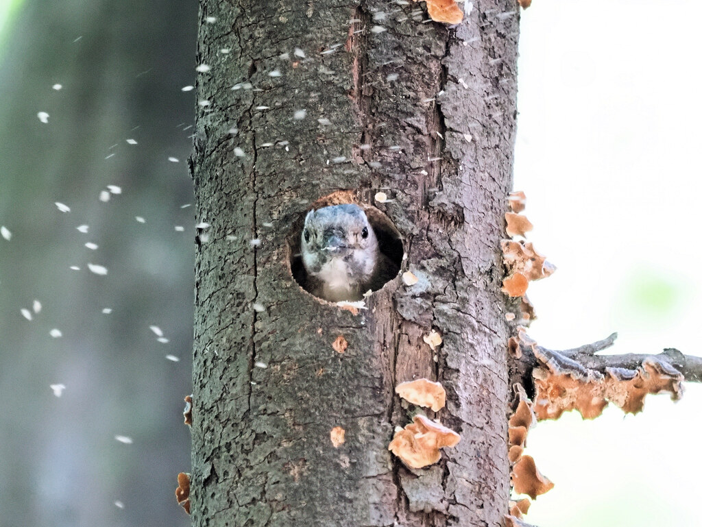 飛び散る木くず