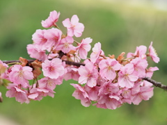 河津桜