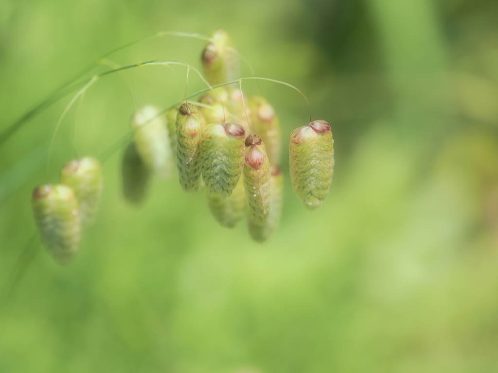 小判草