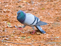 歩く胸元の輝き