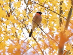黄葉に包まれるウソ
