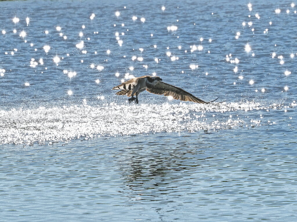 離水