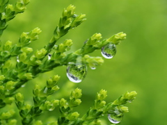 雨上がりの雫