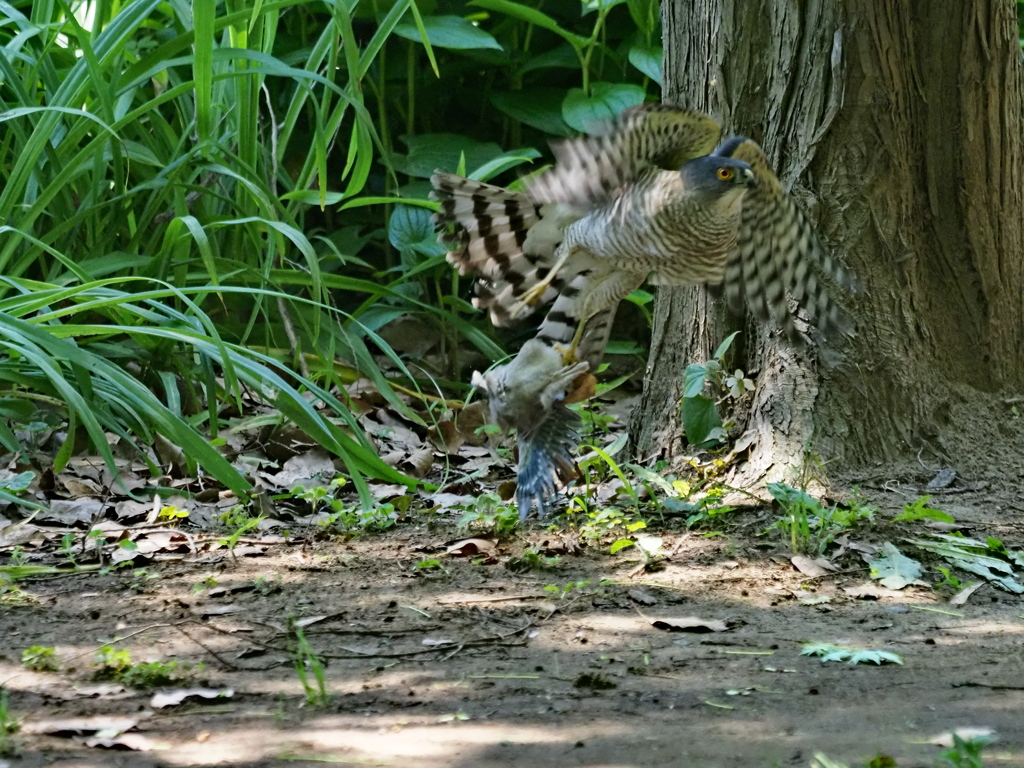 オナガをつかんでの飛び立ち