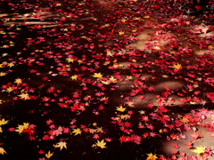 紅葉光の道