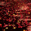 紅葉光の道