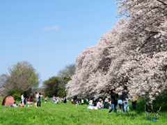 満開の桜を楽しむ