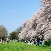 満開の桜を楽しむ
