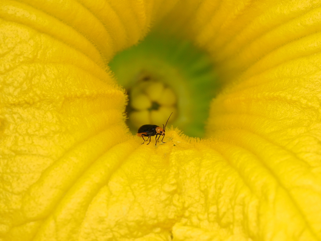 カボチャの花にウリハムシ