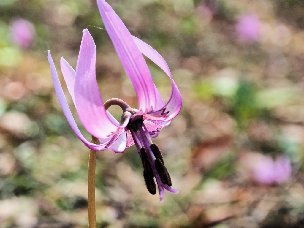 桜模様の蜜標