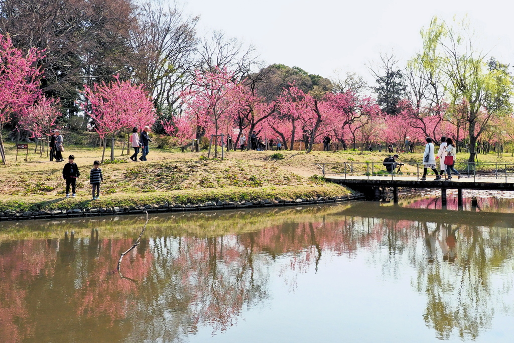 花桃の花見