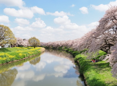 桜満開