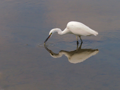 白き狩人一瞬の技