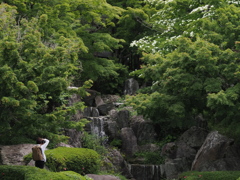 新緑の光景を撮る人