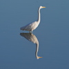 Reflection