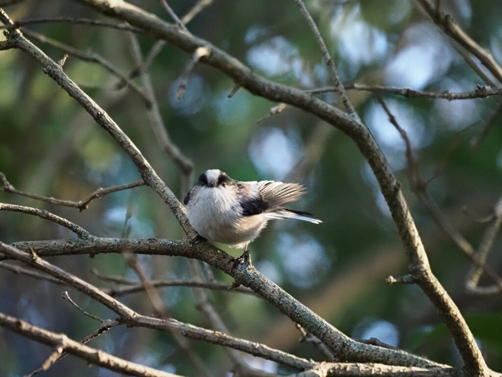いくぞ！