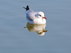 まったり