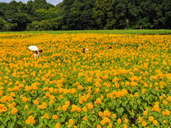 夏の日の思い出