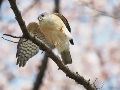 ツミ雄の飛び上がり