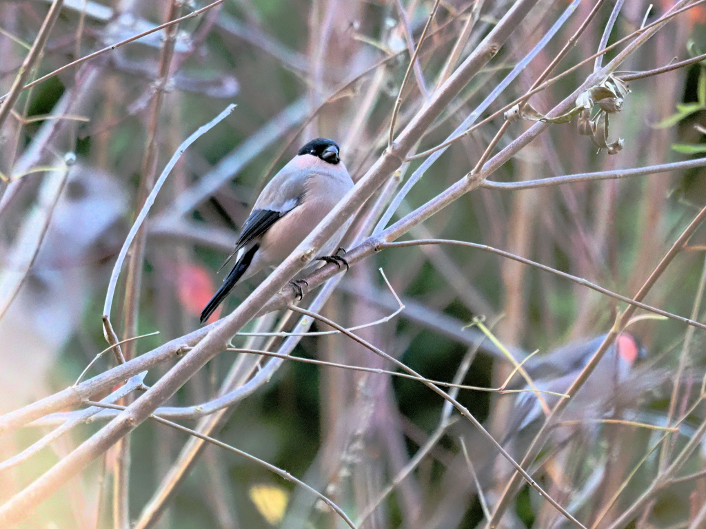 ウソのまなざし
