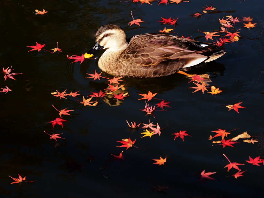 秋、落葉路を渡る鴨
