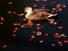 秋、落葉路を渡る鴨
