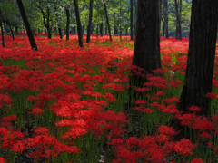 一面の彼岸花