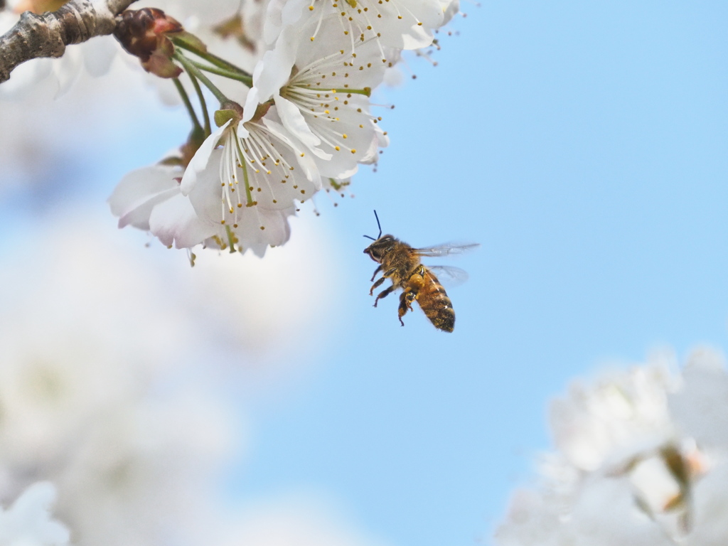 セイヨウミ（西洋実桜）ザクラとミツバチ