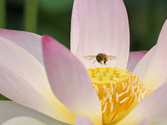 蜜を求めて