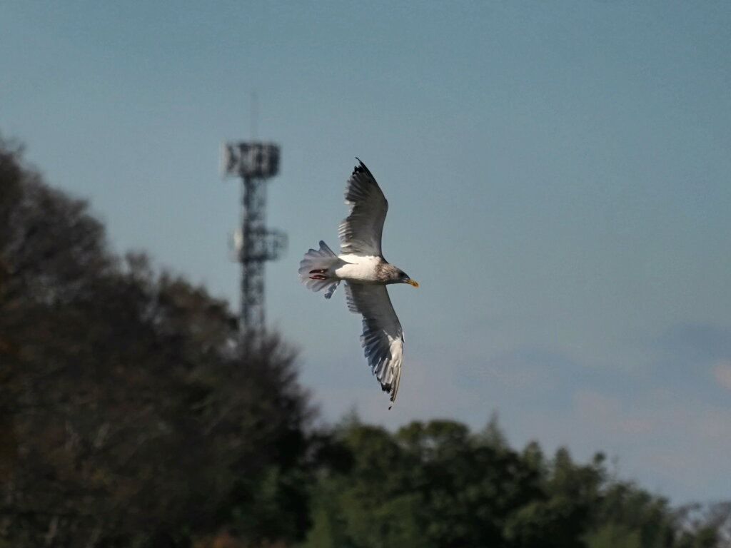 セグロカモメ飛翔