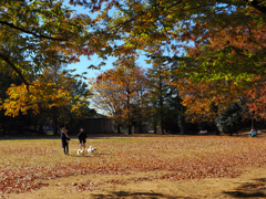 愛犬と晩秋の散歩