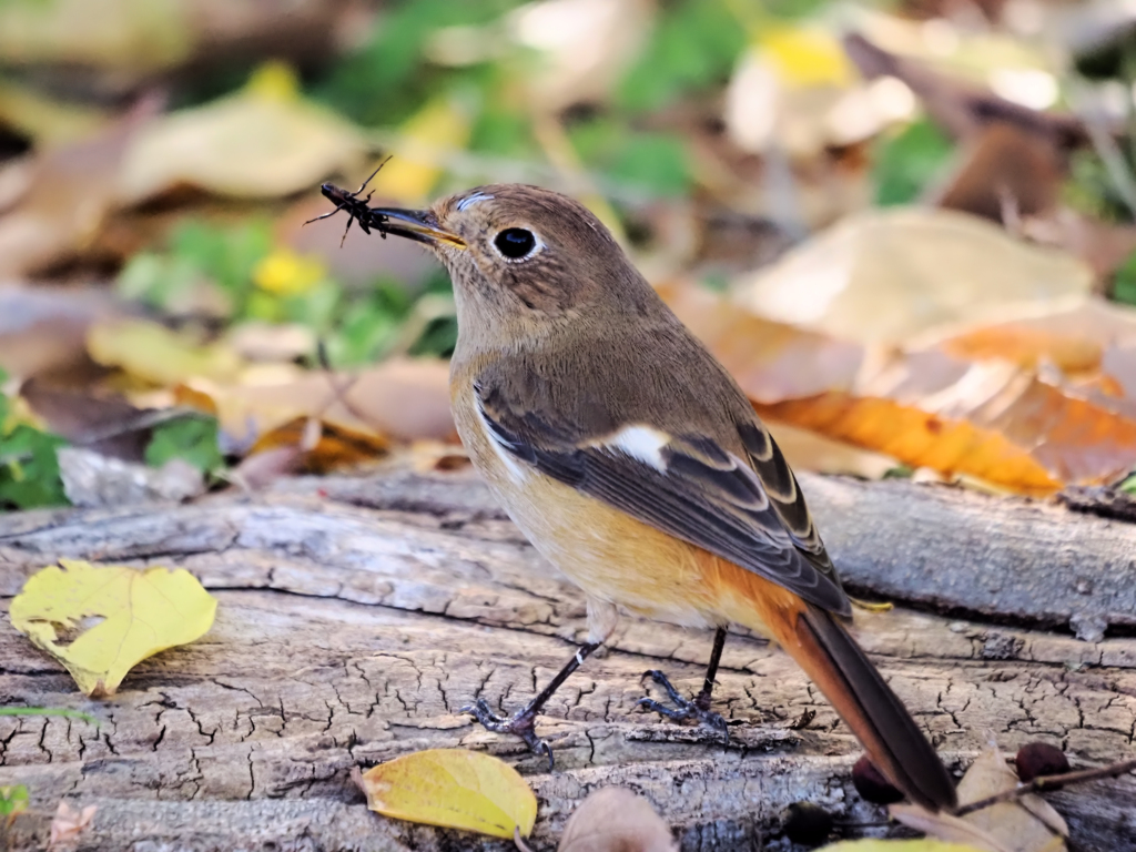 落葉の中の狩り
