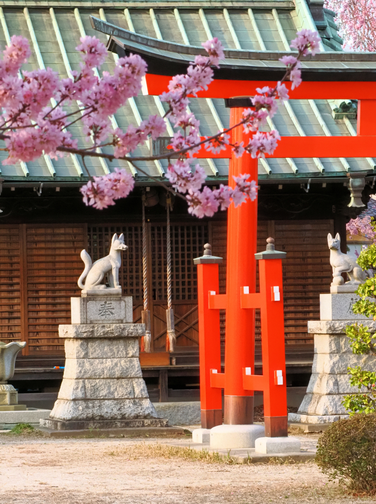 桜咲く稲荷