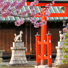 桜咲く稲荷