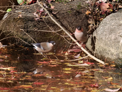 水飲み場のウソ