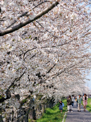 桜を楽しむ
